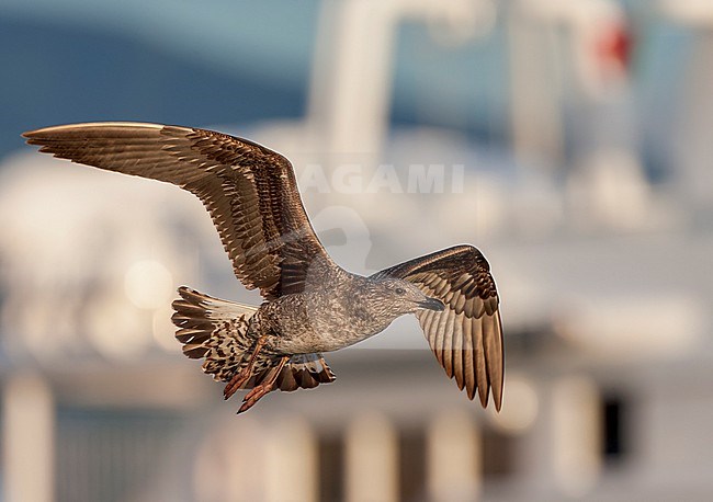 Atlantic Yellow-legged Gull (Larus michahellis atlantis) on the Azores in the Atlantic ocean. Immature flying in front of a boat in the harbour. stock-image by Agami/Marc Guyt,