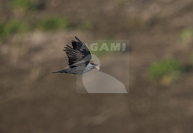 Adult Western Jackdaw (Corvus monedula) is flying with a bill full of dry chunks of clay it has collected as nesting material. bird in sideview showing underwing stock-image by Agami/Ran Schols,