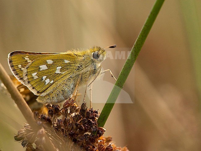 Kommavlinder / Silver-spotted Skipper (Hesperia comma) stock-image by Agami/Wil Leurs,