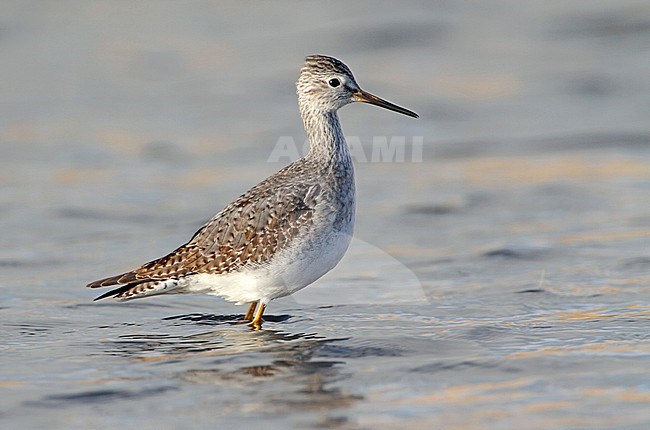 First-winter Lesser Yellowlegs (Tringa flavipes) wintering in Wieringen, Netherlands. The species is a vagrant in the Netherlands. stock-image by Agami/Karel Mauer,