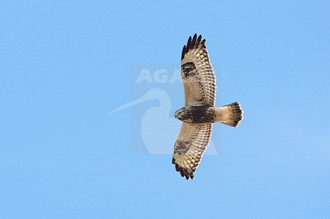 Rough-legged Buzzard (Buteo lagopus) flying over helgoland in Germany during autumn migration. stock-image by Agami/Harvey van Diek,