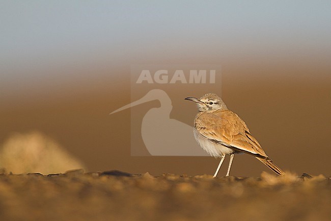 Greater Hoopoe Lark - Wüstenläuferlerche - Alaemon alaudipes ssp. alaudipes, Morocco stock-image by Agami/Ralph Martin,