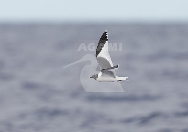 Volwassen zomerkleed Vorkstaartmeeuw in de vlucht; Adult summer Sabine\'s Gull in flight stock-image by Agami/Mike Danzenbaker,