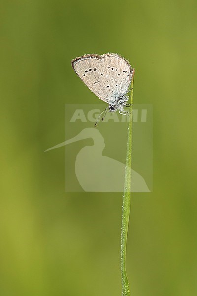 dwergblauwtje; Small Blue; stock-image by Agami/Walter Soestbergen,