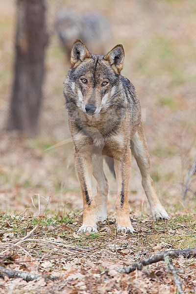 Italian Wolf (Canis lupus italicus), captive animal standing on the ground, Civitella Alfedena, Abruzzo, Italy stock-image by Agami/Saverio Gatto,