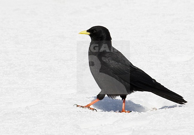 Alpenkauw; Alpine Chough stock-image by Agami/Markus Varesvuo,