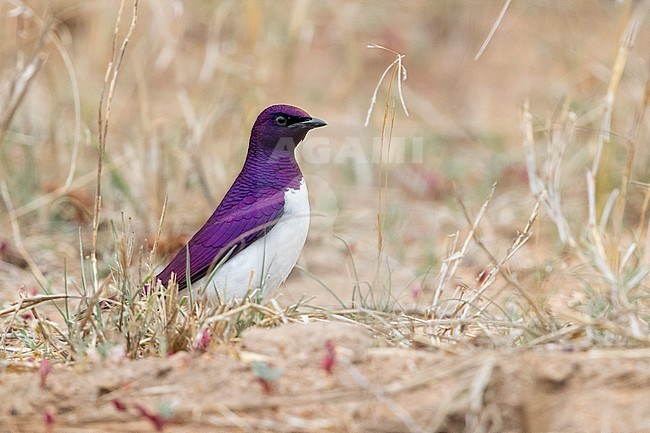 Violet-backed Starling (Cinnyricinclus leucogaster), side view of an adult standing on the ground., Mpumalanga, South Africa stock-image by Agami/Saverio Gatto,