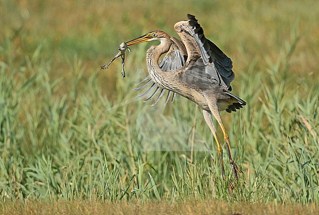 Purple Heron (Ardea purpurea), first calender year/juvenile catching a frog and fly away with it. stock-image by Agami/Fred Visscher,