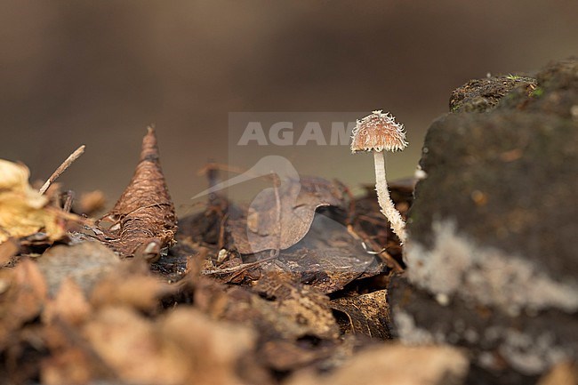 Franjehoed spec; Psathyrella spec stock-image by Agami/Walter Soestbergen,
