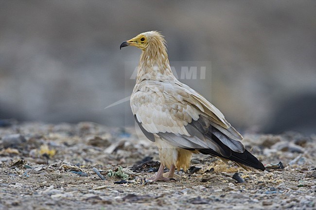 Aasgier in zit; Egyptian Vulture perched stock-image by Agami/Daniele Occhiato,