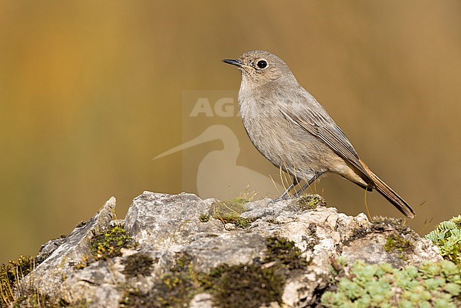 Black Redstart (Phoenicurus ochruros gibraltariensis), side view of an individual standing on a rock, Campania, Italy stock-image by Agami/Saverio Gatto,