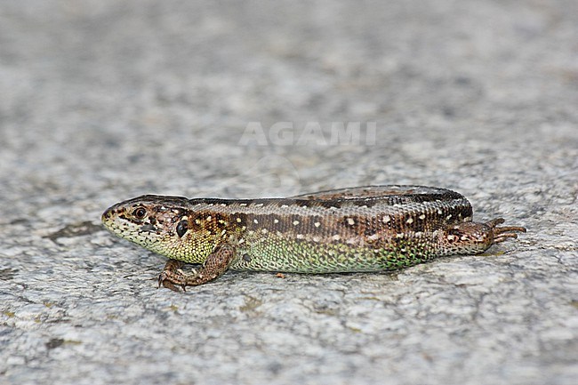 Sand lizard (Lacerta agilis), garzoni subspecies, on a rock, with a grey background, in French Pyrenees. stock-image by Agami/Sylvain Reyt,