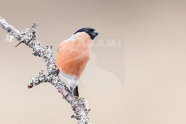 A male Bullfinch perched on a branch covered in moss. stock-image by Agami/Onno Wildschut,