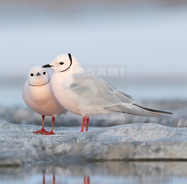 Adult summer plumaged Ross's Gull (Rhodostethia rosea) at Barrow, Alaska, United States stock-image by Agami/Dubi Shapiro,