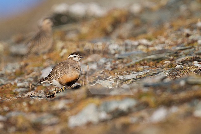 Eurasian Dotterel - Mornellregenpfeifer - Charadrius morinellus, Switzerland, adult female stock-image by Agami/Ralph Martin,