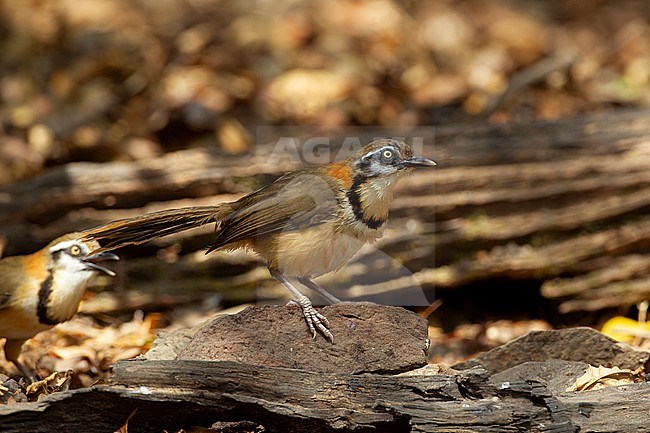 Lesser Necklaced Laughingthrush (Garrulax monileger) at Kaeng Krachan National Park, Thailand stock-image by Agami/Helge Sorensen,