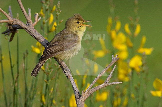 Zingende Orpheusspotvogel; Singing Melodious Warbler stock-image by Agami/Daniele Occhiato,