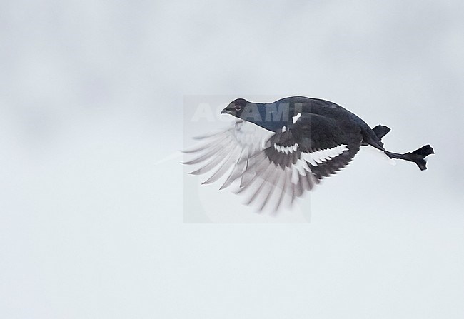 Second-year male Black Grouse (Lyrurus tetrix) in flight near Suomussalmi in Finland during a cold winter. stock-image by Agami/Markus Varesvuo,