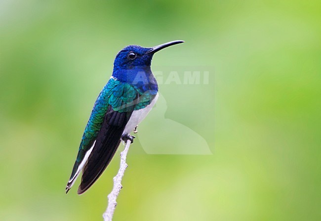 Witnekkolibrie, White-necked Jacobin, Florisuga mellivora stock-image by Agami/Marc Guyt,