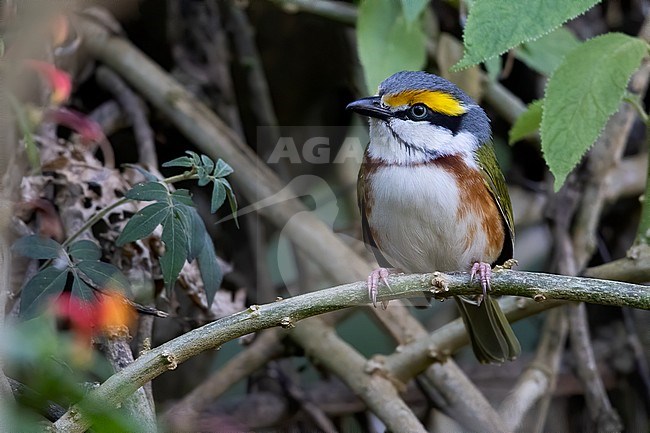 Chestnut-sided Shrike-vireo (Vireolanius melitophrys) perched on a branch in a montane tropical rainforest in Guatemala. stock-image by Agami/Dubi Shapiro,