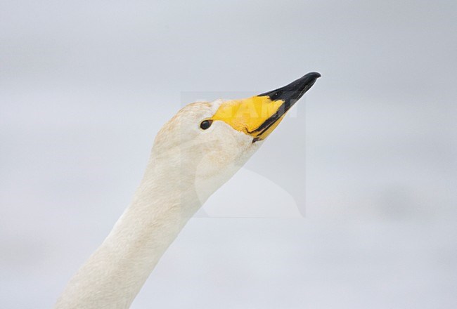 Wilde zwaan volwassen close-up; Whooper Swan adult portrait stock-image by Agami/Marc Guyt,