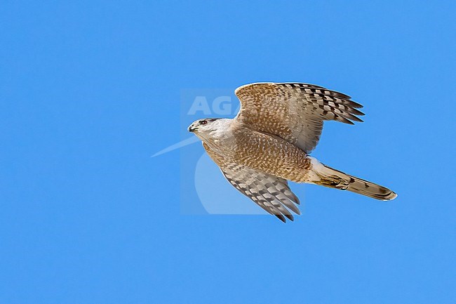 Adult male
Pima Co., AZ
April 2024 stock-image by Agami/Brian E Small,