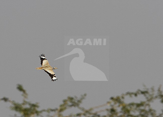 Vliegende Oostelijke Kraagtrap; Flying Macqueen's Bustard (Chlamydotis macqueeni) stock-image by Agami/James Eaton,