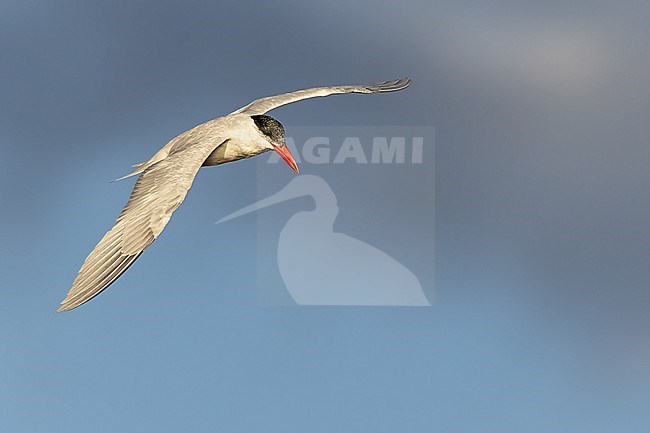 Caspian Tern (Hydroprogne caspia) in flight in El Salvador stock-image by Agami/Dubi Shapiro,