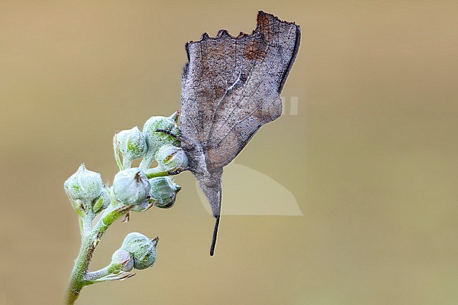 Nettle-tree Butterfly, Libythea celtis stock-image by Agami/Wil Leurs,