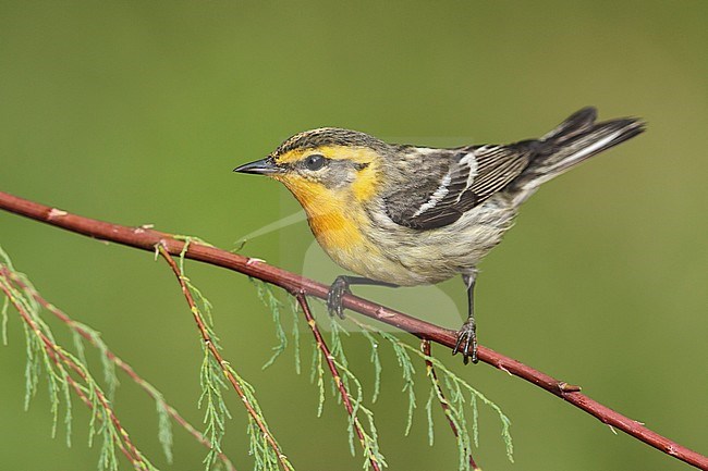 Adult female breeding
Galveston Co., TX
April 2013 stock-image by Agami/Brian E Small,