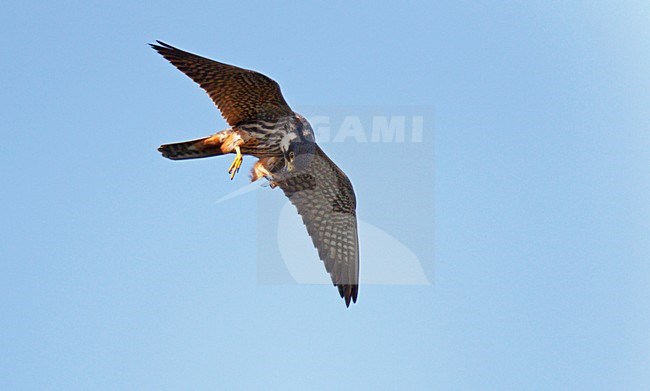 In de lucht op Libellen jagende Boomvalk heeft Viervlek gevangen en houdt deze in zijn klauwen om ervan te kunnen eten. Airail Hunting of Eurasian Hobby, catchting Drangonflies. Holding and eating a dragonfly in its claws. stock-image by Agami/Ran Schols,