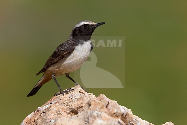 Westelijke Roodstaarttapuit mannetje zittend op rots; Kurdish Wheatear male perched on rock stock-image by Agami/Daniele Occhiato,