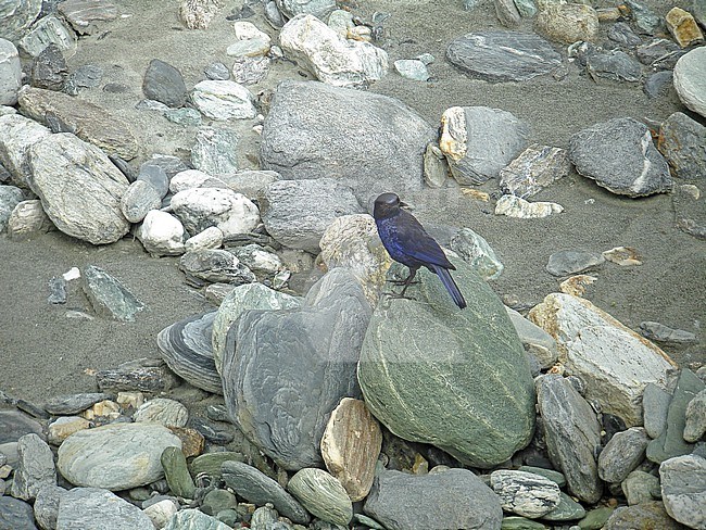 Perched male Taiwan Whistling Thrush (Myophonus insularis) in riverbed in taiwan. stock-image by Agami/Pete Morris,