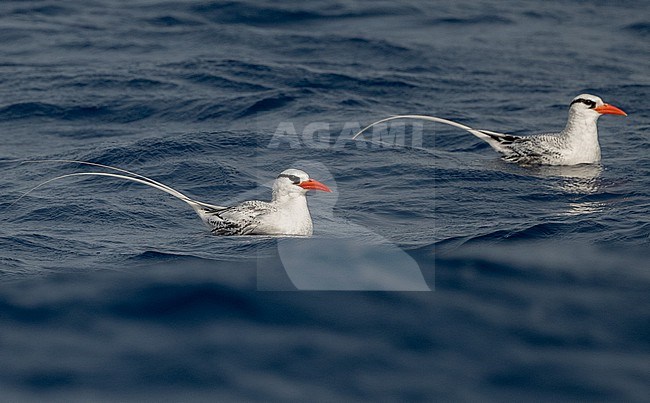 Red-billed Tropicbird (Phaethon aethereus) is a common breeding bird on the Cape Verde Islands. This one was north of Brava Island. stock-image by Agami/Eduard Sangster,