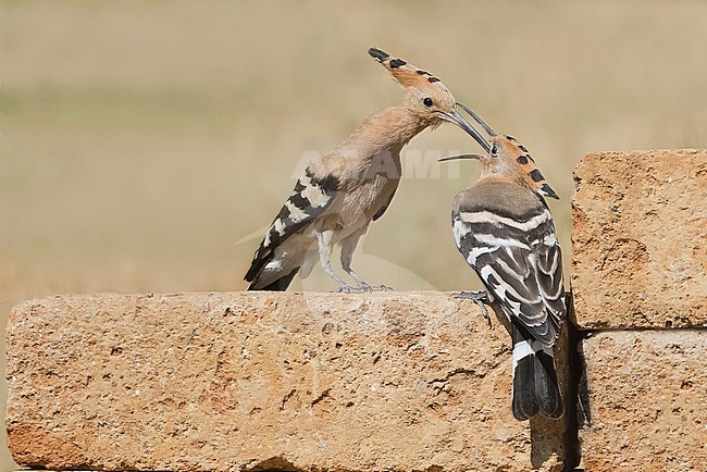 Eurasian Hoopoe (Upupa epops) in Italy. Adult feeding it’s young. stock-image by Agami/Alain Ghignone,