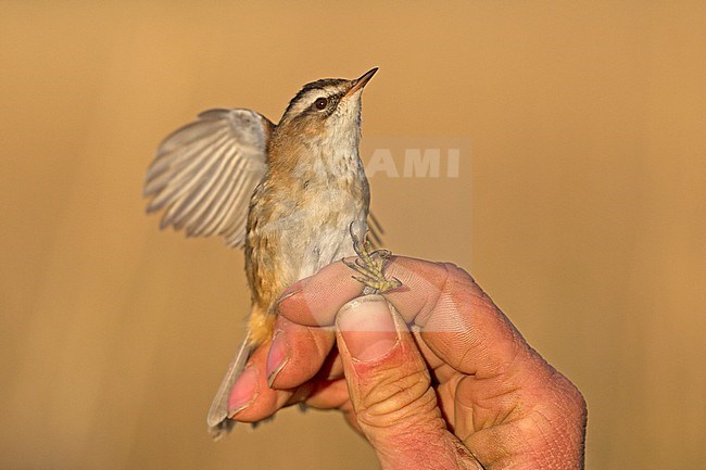 Adult male Moustached Warbler (Acrocephalus melanopogon) caught and banded in Ooj, Netherlands. First record for the Netherlands., first record Netherlands stock-image by Agami/Harvey van Diek,