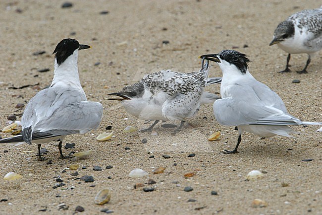 Sandwich Tern begging chick and adult with sandeel, Grote Stern bedelend kuiken en adult met zandaal stock-image by Agami/Bill Baston,