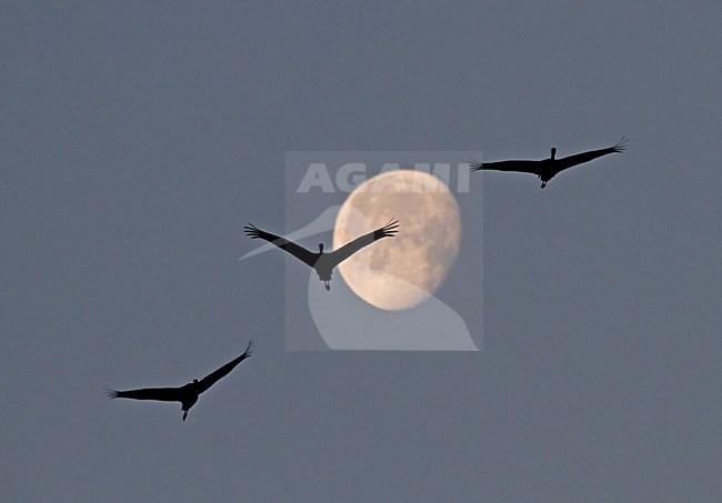 Hooded Crane, Monnikskraanvogel, Grus monacha stock-image by Agami/Pete Morris,