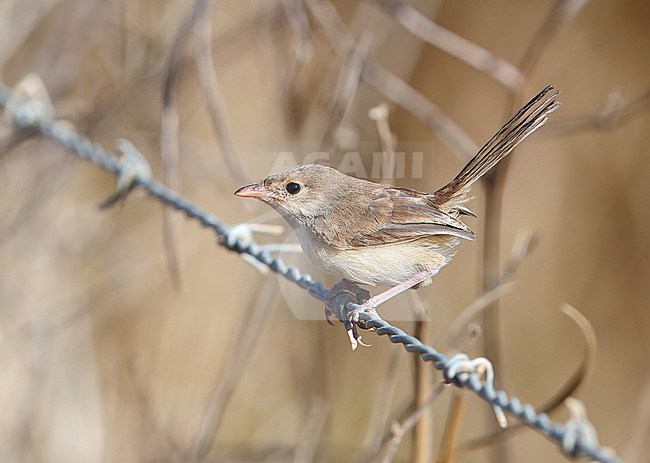 Red-backed Fairywren, Malurus melanocephalus, at Abattoir Swamp - Julatten - Queensland- Australia stock-image by Agami/Aurélien Audevard,