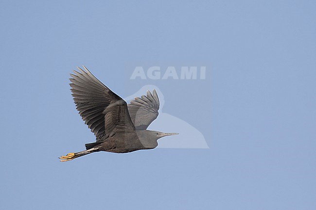 Flying Black heron (Egretta ardesiaca) on Cape Verde Islands. stock-image by Agami/Dani Lopez-Velasco,