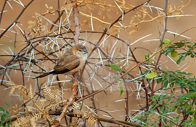 Indian silverbill (Euodice malabarica), also known as White-throated Munia. Adult bird perched in low acacia bush. stock-image by Agami/Marc Guyt,