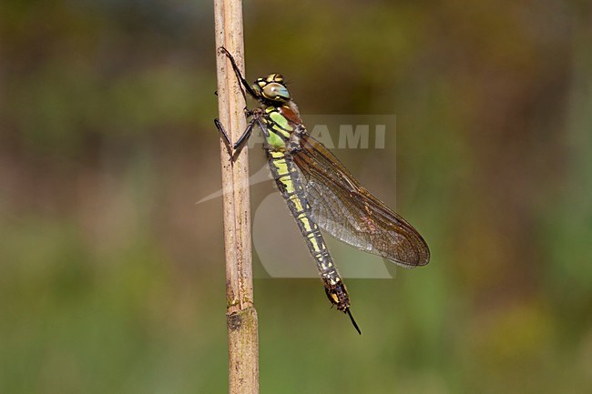 Onvolwassen Glassnijder; Immature Hairy Hawker stock-image by Agami/Fazal Sardar,