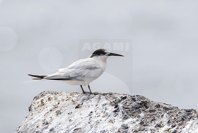 Adult Roseate Tern (Sterna dougallii) in late summer plumage. Standing on a rock in a local harbour on Madeira, Portuga. stock-image by Agami/Marc Guyt,