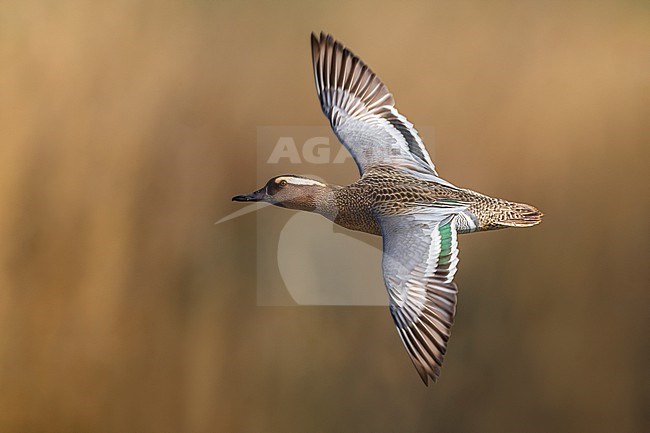 Male Garganey (Spatula querquedula) in Italy. stock-image by Agami/Daniele Occhiato,