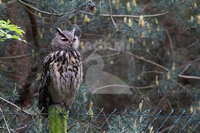 Oehoe zittend op een paal; Eurasian Eagle-Owl perched on a pole stock-image by Agami/Chris van Rijswijk,