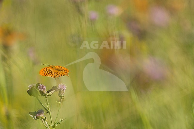 Keizermantels,Silver-washed Fritillaries stock-image by Agami/Rob de Jong,