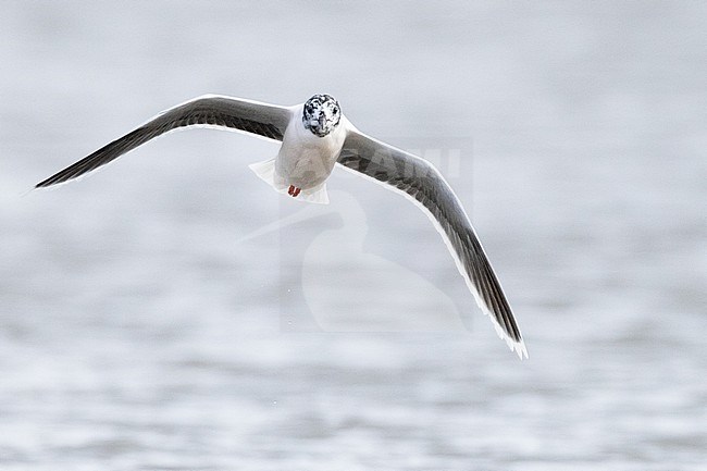  stock-image by Agami/Menno van Duijn,