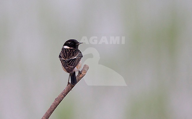 Male Stejneger's Stonechat (Saxicola stejnegeri) at Thaton, Thailand stock-image by Agami/Helge Sorensen,