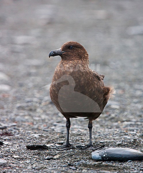 Subantarctische Grote Jager staand op strand; Subantarctic Skua standing on the beach stock-image by Agami/Marc Guyt,