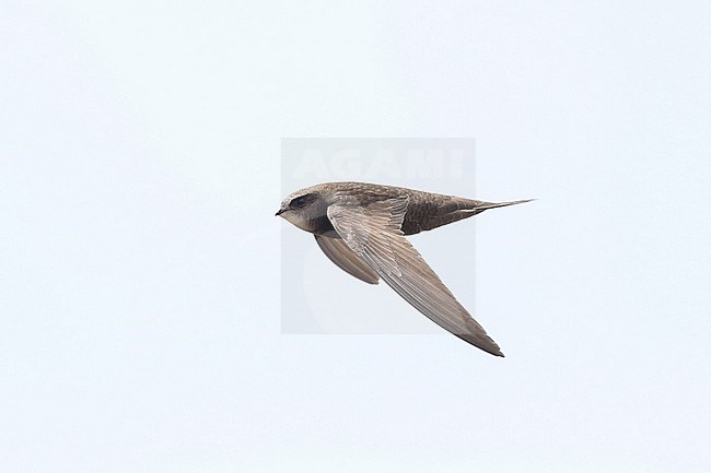 Common Swift (Apus apus pekinensis) in flight near Kokonor Lake in Qinghai, China stock-image by Agami/Yann Muzika,